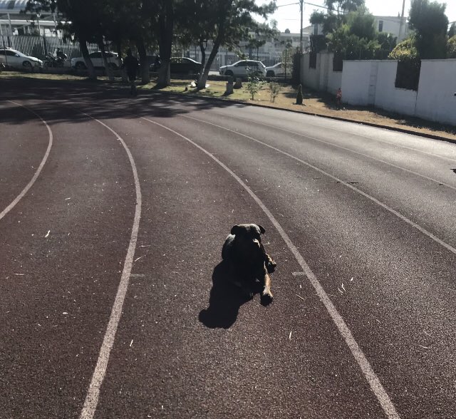 JAVSODA7's tweet image. LA PISTA / MI ENTRENADOR 🐶💙/ MI CARRIL / EL QUE CORRE Y PEDALEA !
#Domingo 
#RunnerMen 
- SE RODO 🚴🏼‍♂️
- SE CORRIO 🏃🏻‍♂️🏃🏻‍♂️
- SE SUDO 😰