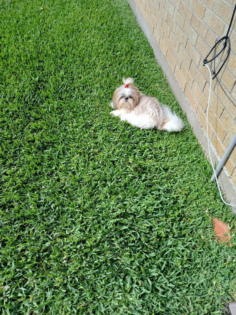I'm just surveyin me domain. If them zombie lizardz comez around me will PAW PAW them. #ZSHQ #DOGS #dogsoftwitter #dogsofX #morning #MorningVibes #Dog #sundayvibes #SundayThoughts