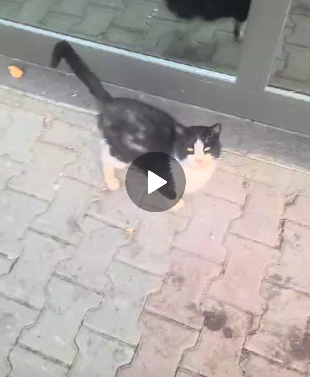 arkadaslar merhaba bu kediyi gecen yil ekim ayinda görmüştüm ilk bi daha göremedim sandım ama meger ayni kediyi belediyeye tekrar gondermisim(2.fotoda tuyleri dokulmus ve agzi akiyodu ama kisirlastirilmisti o kedi oldugunu düşünmedim