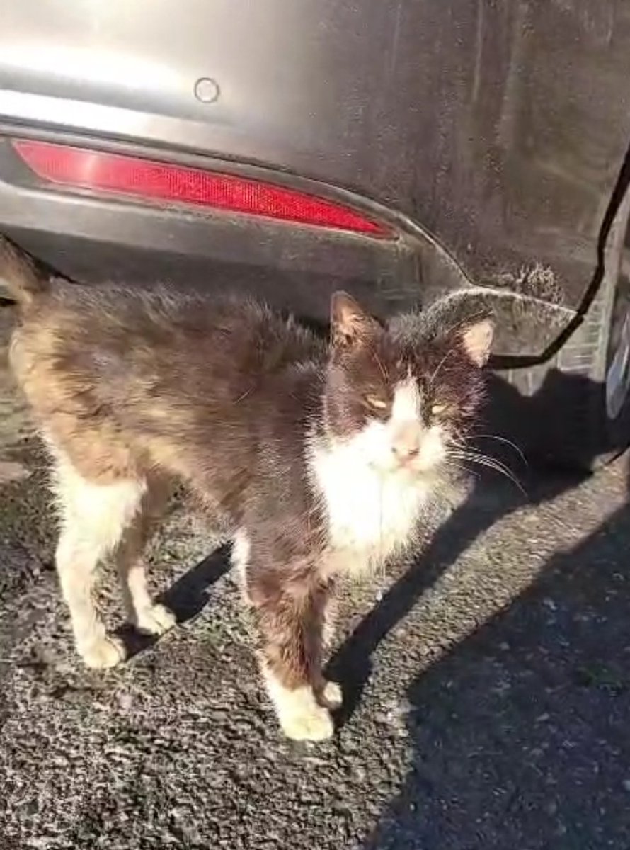 geldikten sonra yine ayni olunca vet okuyan arkadasim gonderme bi daha daha kotu olup gelir istahi yerindeyse iyi dedi ama son hali bu ve kac aydir sürünüyo özele götürsem altından kalkamam diye düşünüyorum ama baska ne yapabilirim onu da bilmiyorum bi önerisi olan var mi(istanbu