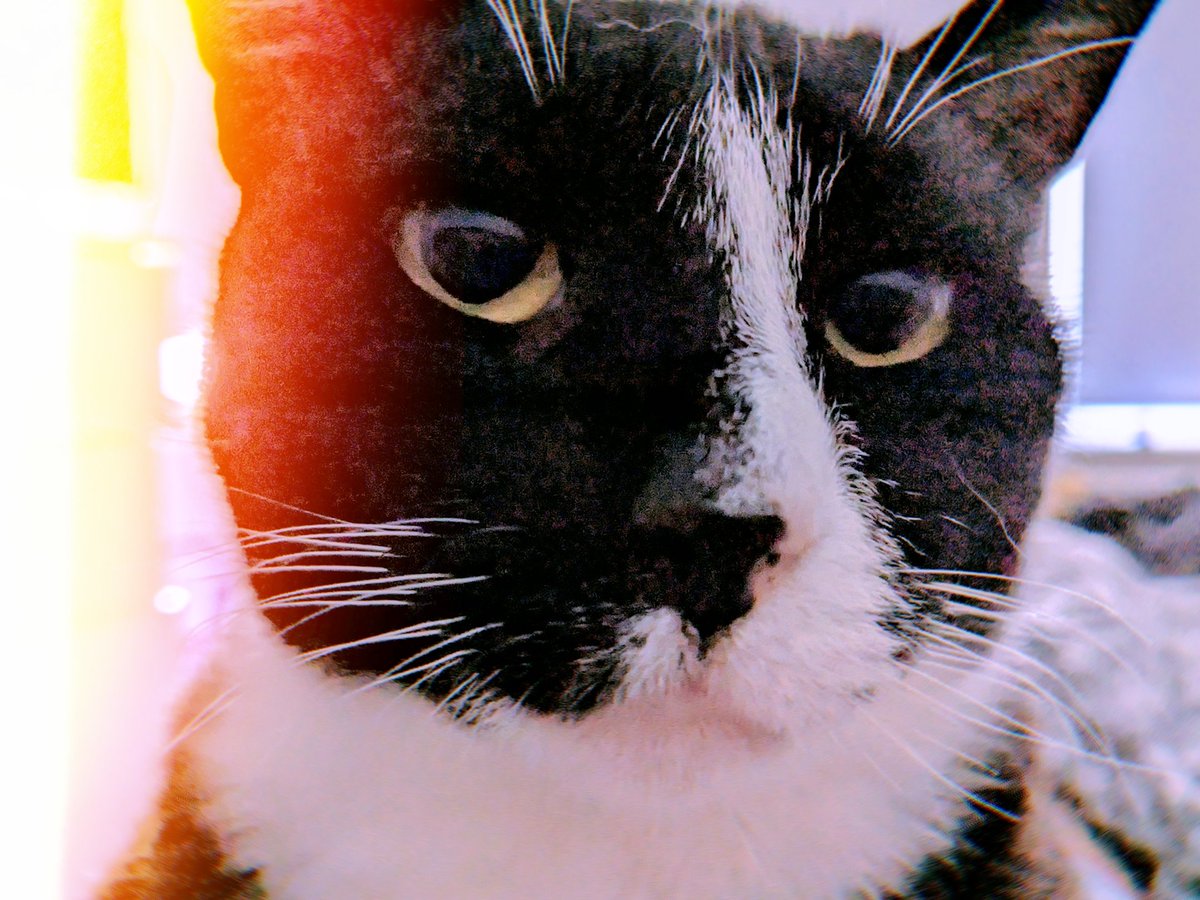 weenicla's tweet image. She's the Goddess of love and acceptance. She feels that her name is BABY. I miss her, when in work, or attending events where she can't come along. She makes all things good again.