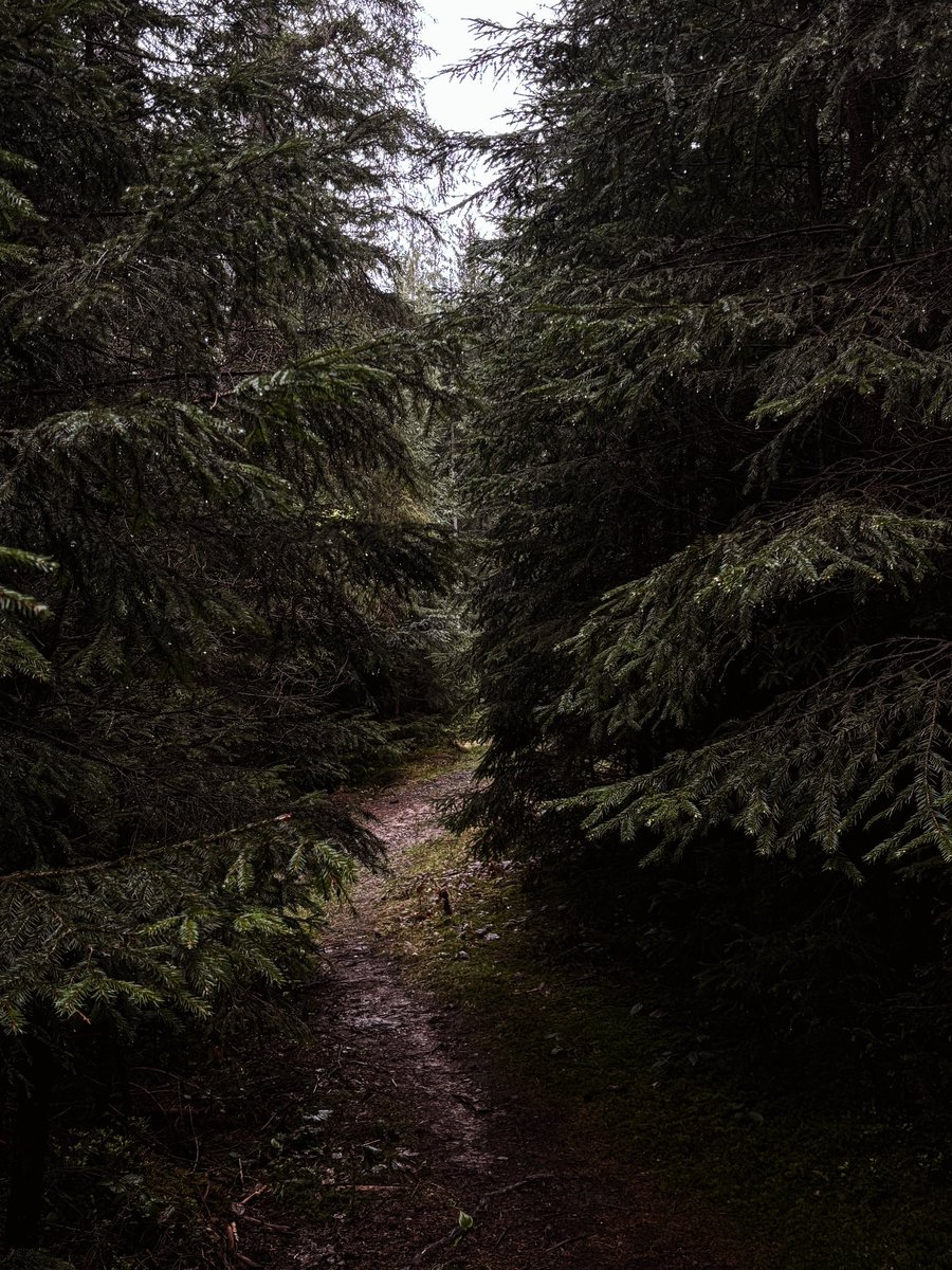 Карпатський ліс