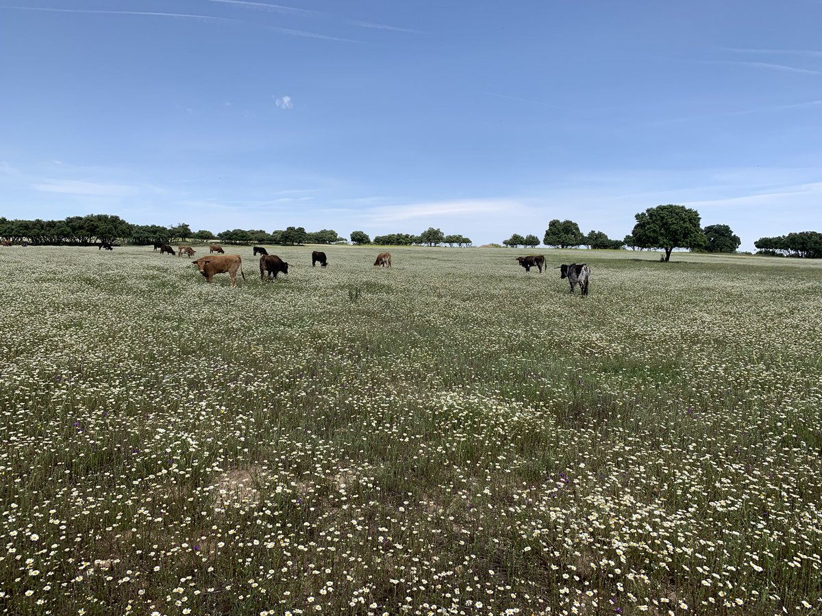 petate69's tweet photo. Día de lujo. Siempre nos quedará el campo….. https://t.co/RbkAcYRkdk