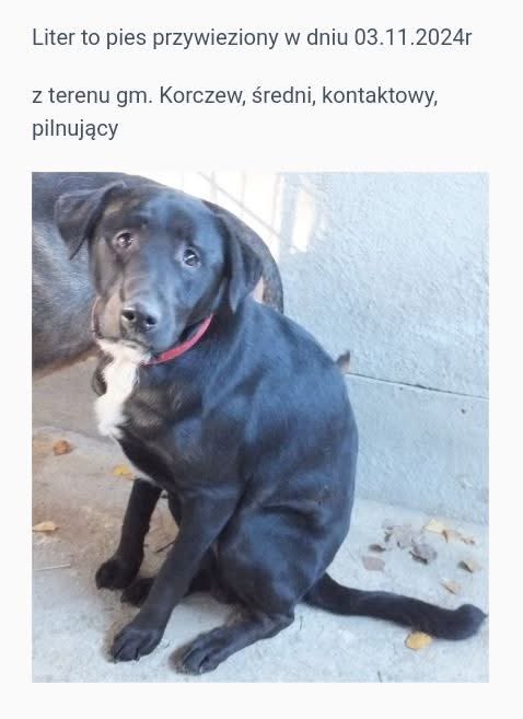 LITER
Ten smutny psiak czeka na ratunek w Sobolewie. 
Tel. 500 213 559.