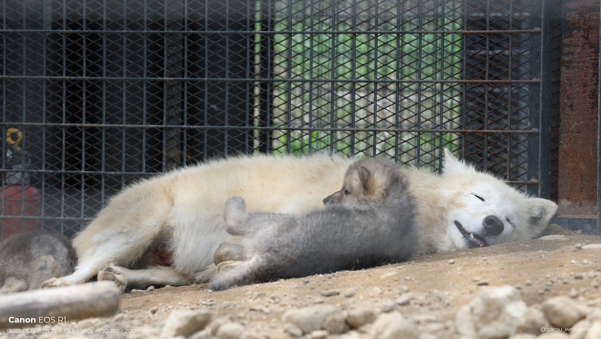 garou_wolfphoto's tweet photo. そりゃあよ、こんな可愛いコロコロを前にしたらよ凛々しいオオカミだってこの腑抜けた顔になるよ。見たことあるか?こんな顔のオオカミ https://t.co/YTEOkNxO9Q