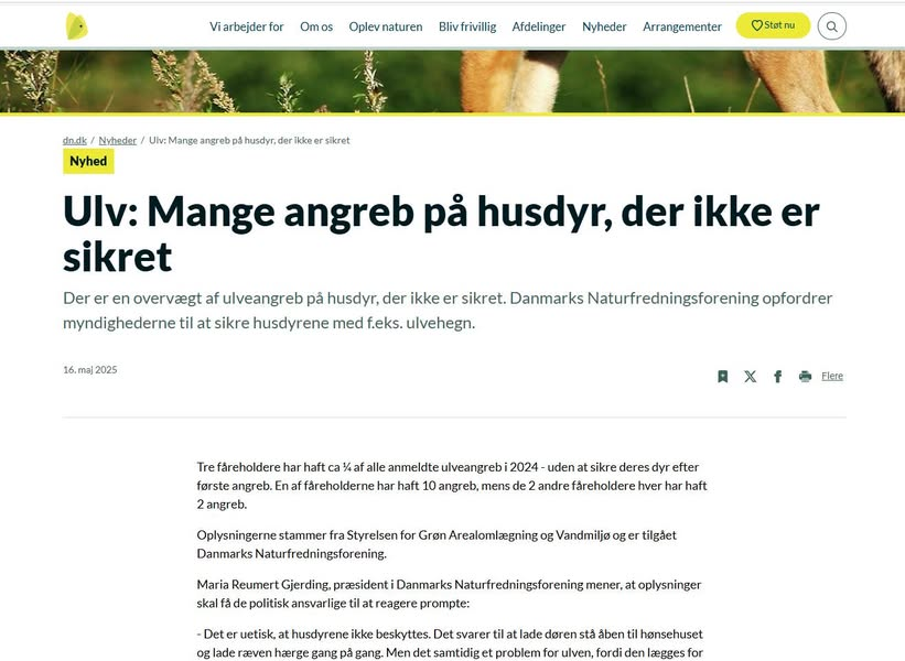 ThomasBoesdal's tweet photo. Nå for søren, så er der en ny kæmpe ulvegate på vej.
En aktindsigt fra 2024, til Danmarks Naturfredningsforening, viser at fåreavlerne på trods at gentagne agreb, stadigvæk ikke gider sikre deres får med ulvesikre hegn.
Så nu smuldrer fundamentet, for Jeppe Bruus nylige opstrammede problemulve afskydning.
Her er kravet jo, at for at du må skyde en problem ulv, skal du have opsat ulvesikre hegn.
De nye oplysninger, giver kæmpe bagslag for fåreavlerne.
For DNs præsident Maria Reumert Gjerding, finder sig åbenlyst ikke i, at blive taget ved næsen, så i artiklen forlanger hun omgående politisk handling, for at fåreavlerne overholder den aftale, de alle indgik i 2013, og som også er lovbestemt, fåreavlerne skal sikre deres dyr ordentligt nu.
Det lader altså til, at ministeren ikke helt har fået de korrekte oplysninger fra fåreavlerne, som sagde hegn ikke virkede, og de stod i uoverskuelige problemer og bad om hjælp.
Mon ikke vi i fremtiden, ser adskillige små elendige fåre hegn, blive konverteret til hegn på 120 cm, og med 5 tråde?
Ministerens nyligt nedsatte lyntrepart, der ellers skulle hjælpe fåreavlerne, med endnu engang at kigge på løsninger, er fuldstændigt til grin, og spild af penge, når de ikke engang prøver...
Endnu engang, er landbruget næsten lykkedes med, at snyde politikere, og få endnu flere penge til hegn og vedligehold, helt uden sagligt grundlag.
Jeg tør slet ikke tænke på, hvad der var sket, hvis DN havde søgt aktindsigt i 2025 tallene, og de var kommet med...
Gad vide om ministeren nu, vil revidere sine udtalelser om, at vi har for mange ulve i dk? Rigtigt mange af disse ulveangreb, er begået, i et ulveområde, hvor der har været et ulvepar siden 2016, så det kan man ikke rigtigt siges skyldes flere ulve eller uve i nye områder.
Glæder mig til at se ministerens reaktion. og mon ikke, der også er nogen journalister, der begynder at undersøge, om ministeren rent faktisk godt viste det her?
Stay tuned, for næste update på ulvegate.