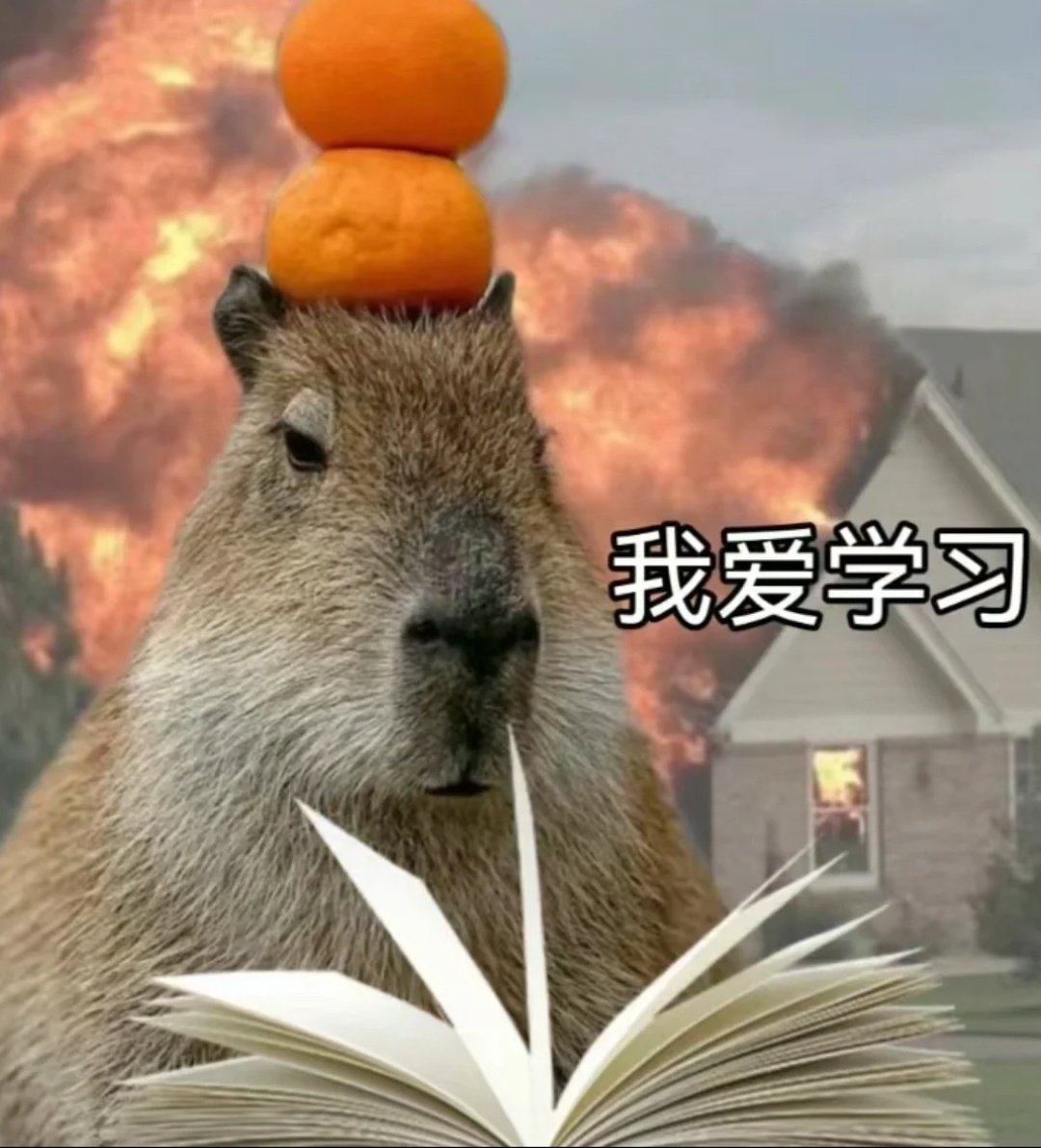 也是学到看sp/黄色视频也毫无性欲的地步了……  感觉自己像王小波书里写的被岁月锤的牛