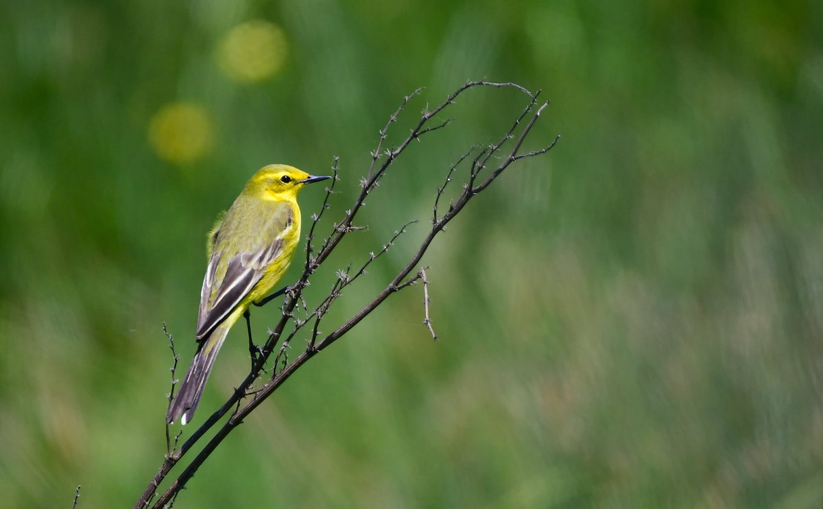 CharmouthObs's tweet photo. Stunning views of several Yellow Wagtail this morning. Was a superb treat to get such good views of the adult males perching on field posts and singing. #springbirding https://t.co/VyAv9iF0EZ
