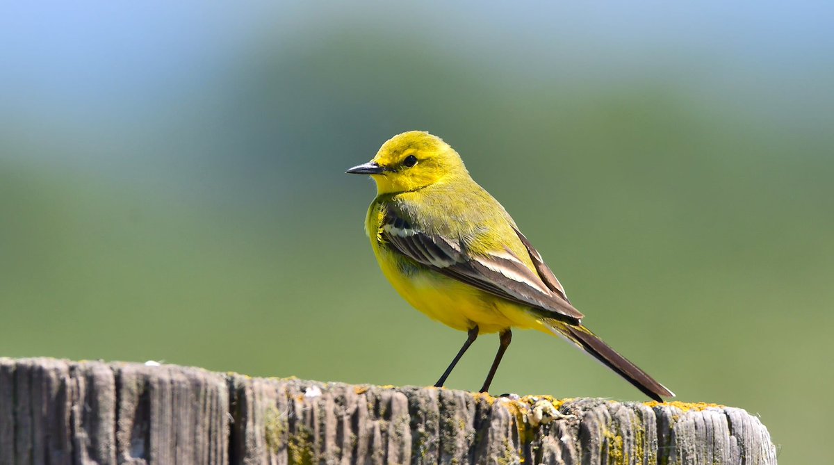 CharmouthObs's tweet photo. Stunning views of several Yellow Wagtail this morning. Was a superb treat to get such good views of the adult males perching on field posts and singing. #springbirding https://t.co/VyAv9iF0EZ