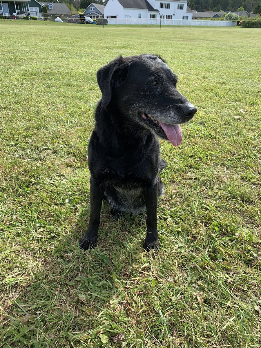 steiner7mk's tweet photo. @Penny_Lane_Pup Abby was my loyal companion for 14 years and the sweetest doggo. She’s been gone for a few years now,but I still think of her often. https://t.co/LzppB57rHh