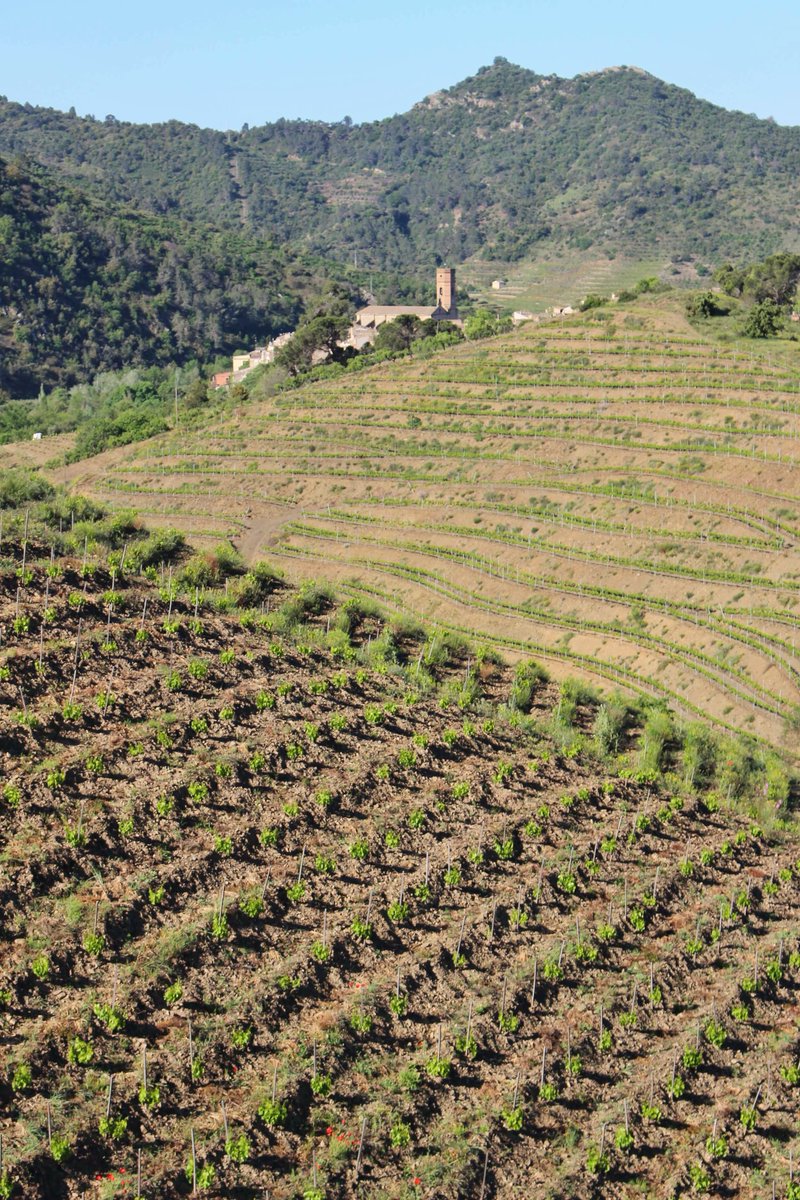 Mas Doix tweet media