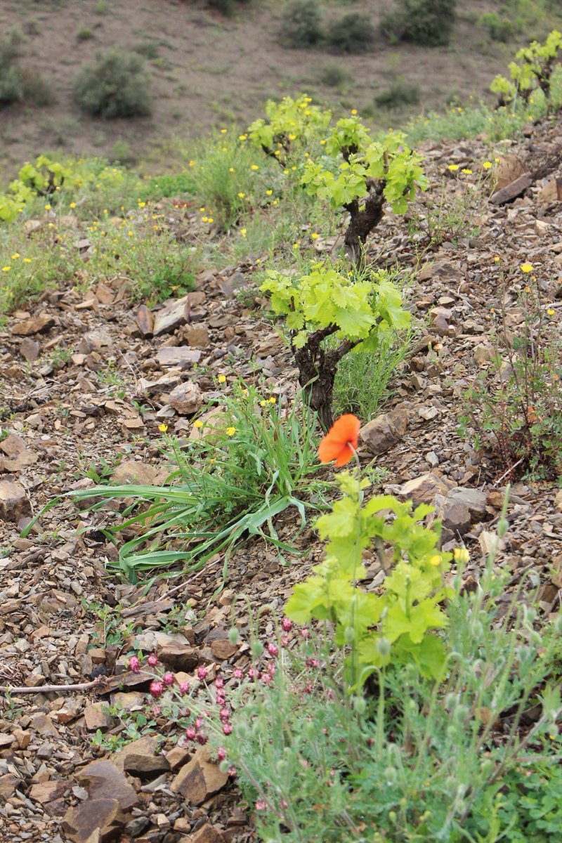 Mas Doix tweet media