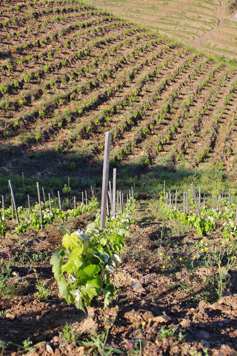 Mas Doix tweet media