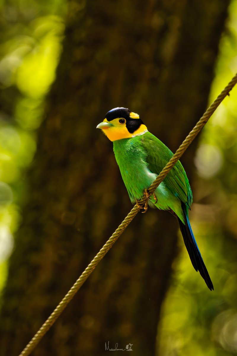 mukesh6022's tweet photo. Nesting time of Long-tailed Broadbill aka Helmet Bird
Benog Wildlife Sanctuary, Mussorie 
May 2025
#IndiAves #birding https://t.co/SiV4SCW8XI