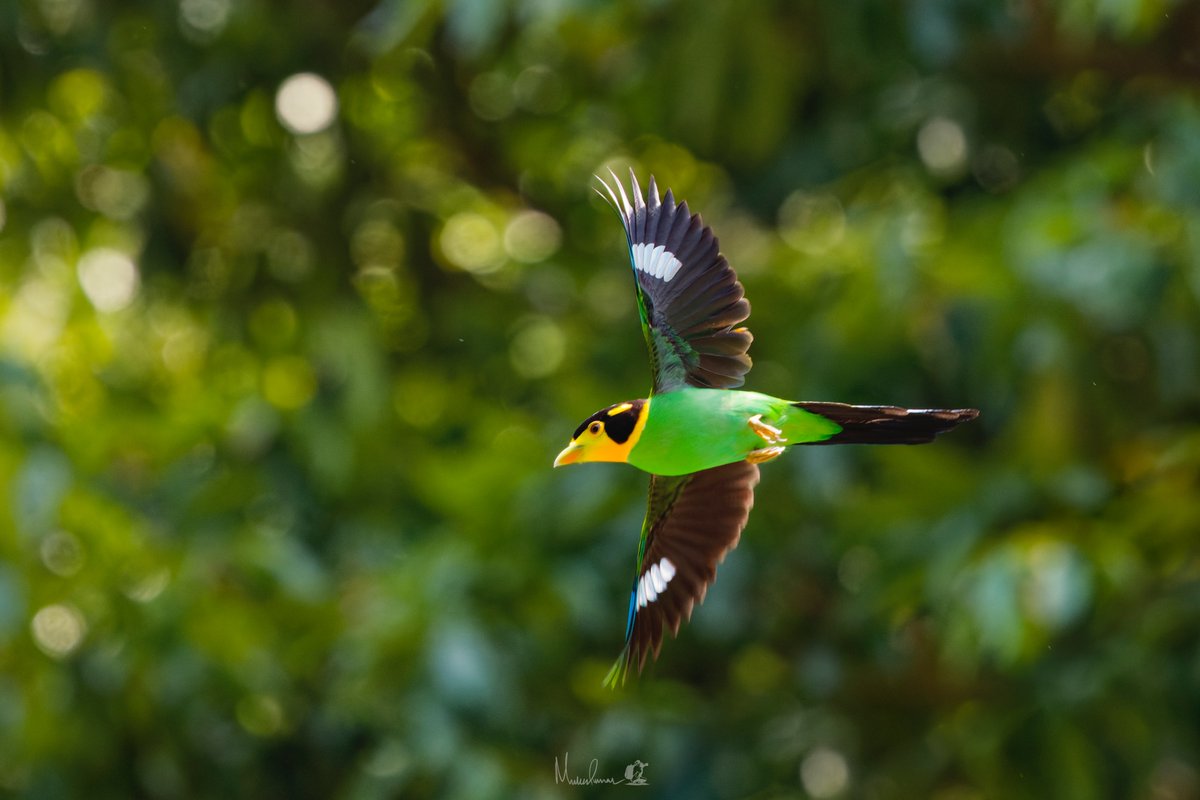 mukesh6022's tweet photo. Nesting time of Long-tailed Broadbill aka Helmet Bird
Benog Wildlife Sanctuary, Mussorie 
May 2025
#IndiAves #birding https://t.co/SiV4SCW8XI