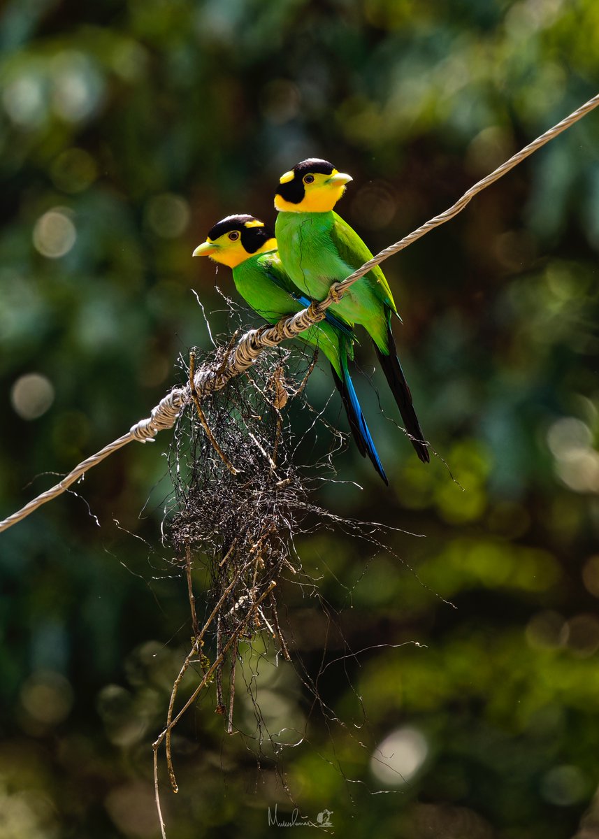 mukesh6022's tweet photo. Nesting time of Long-tailed Broadbill aka Helmet Bird
Benog Wildlife Sanctuary, Mussorie 
May 2025
#IndiAves #birding https://t.co/SiV4SCW8XI