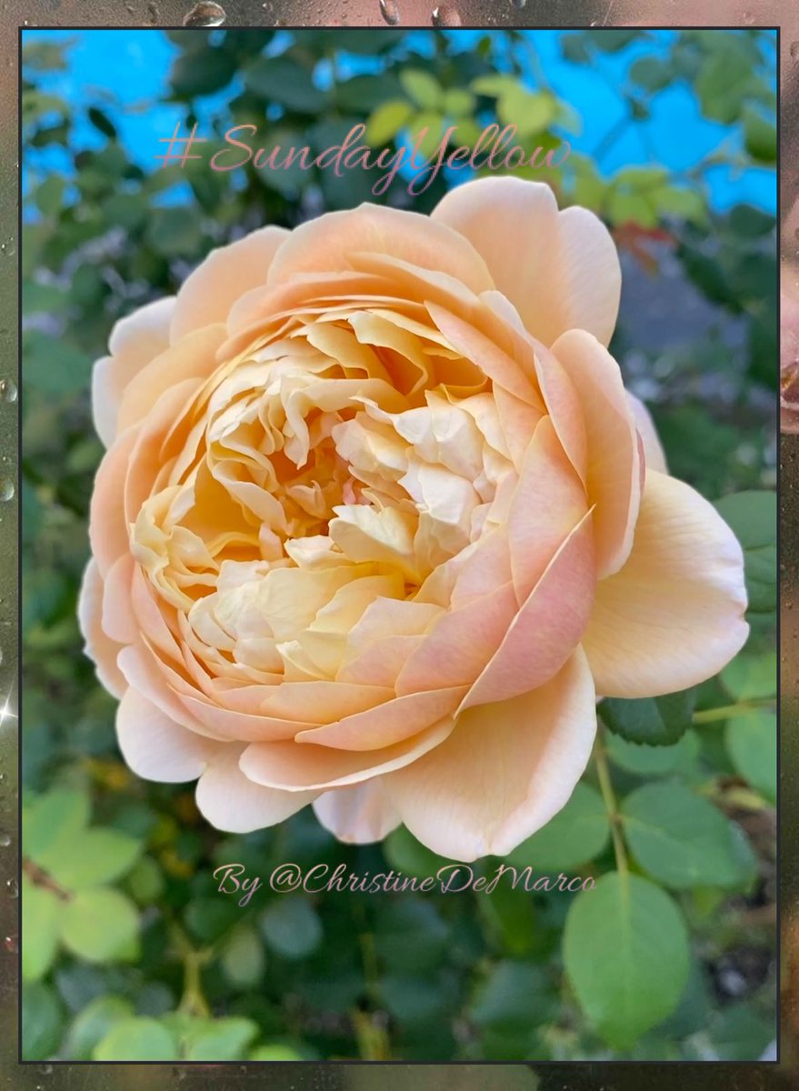 christinedemar's tweet photo. #SundayYellow (close to yellow π in colour π€·π»ββοΈ) #MyGarden #Roses To all those who celebrate!
Happy #LongWeekend #VictoriaDayWeekend to my #CanadianFriends
You might plan to see friends & family for the #Weekend Wishing you #SafeTravels & #Happy #Peaceful Holiday πππ https://t.co/mp4dsfqQ86