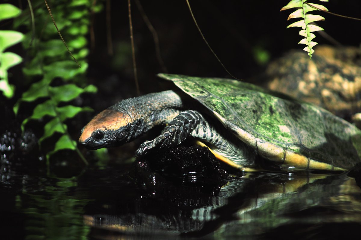 nashzoovet's tweet photo. Celebrate #WorldTurtle Day with us here at Nashville Zoo! In our Unseen New World building we have loads of amazing turtles we'd love for you to meet. Turtles play an important role in their ecosystems and it's our pleasure to help with their conservation. https://t.co/JQ5hNnFusP