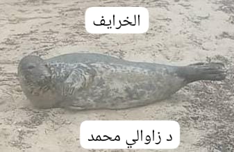 cnrdpa's tweet photo. 13/05/2025 a gray seal Halichoerus grypus inhabiting normally coastal areas from Northern Atlantic Ocean appeared in El Khrayef beach ,Algeria .After some investigations  our researcher Souad LAMOUTI discovered that this one was tracked in Spain, Portugal  since December 2023 https://t.co/CB983pfMXt