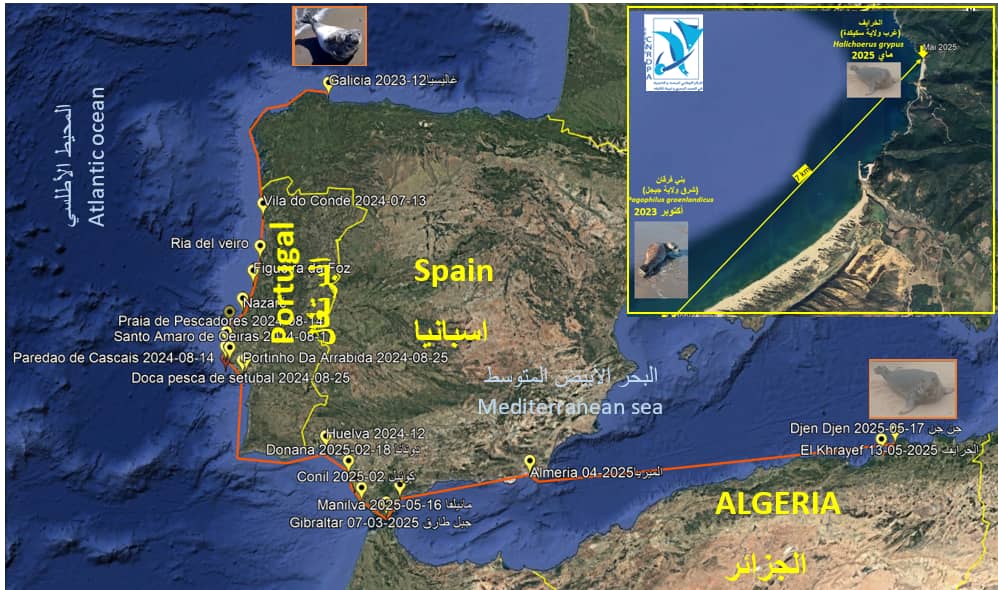 cnrdpa's tweet photo. 13/05/2025 a gray seal Halichoerus grypus inhabiting normally coastal areas from Northern Atlantic Ocean appeared in El Khrayef beach ,Algeria .After some investigations  our researcher Souad LAMOUTI discovered that this one was tracked in Spain, Portugal  since December 2023 https://t.co/CB983pfMXt