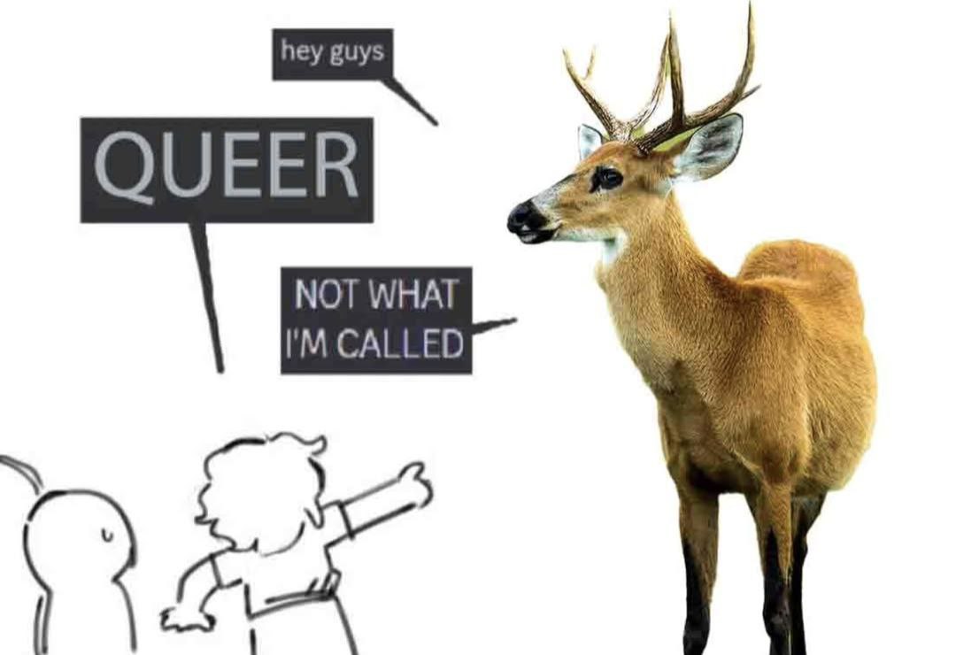 Deer in Places they Shouldn't Be tweet media