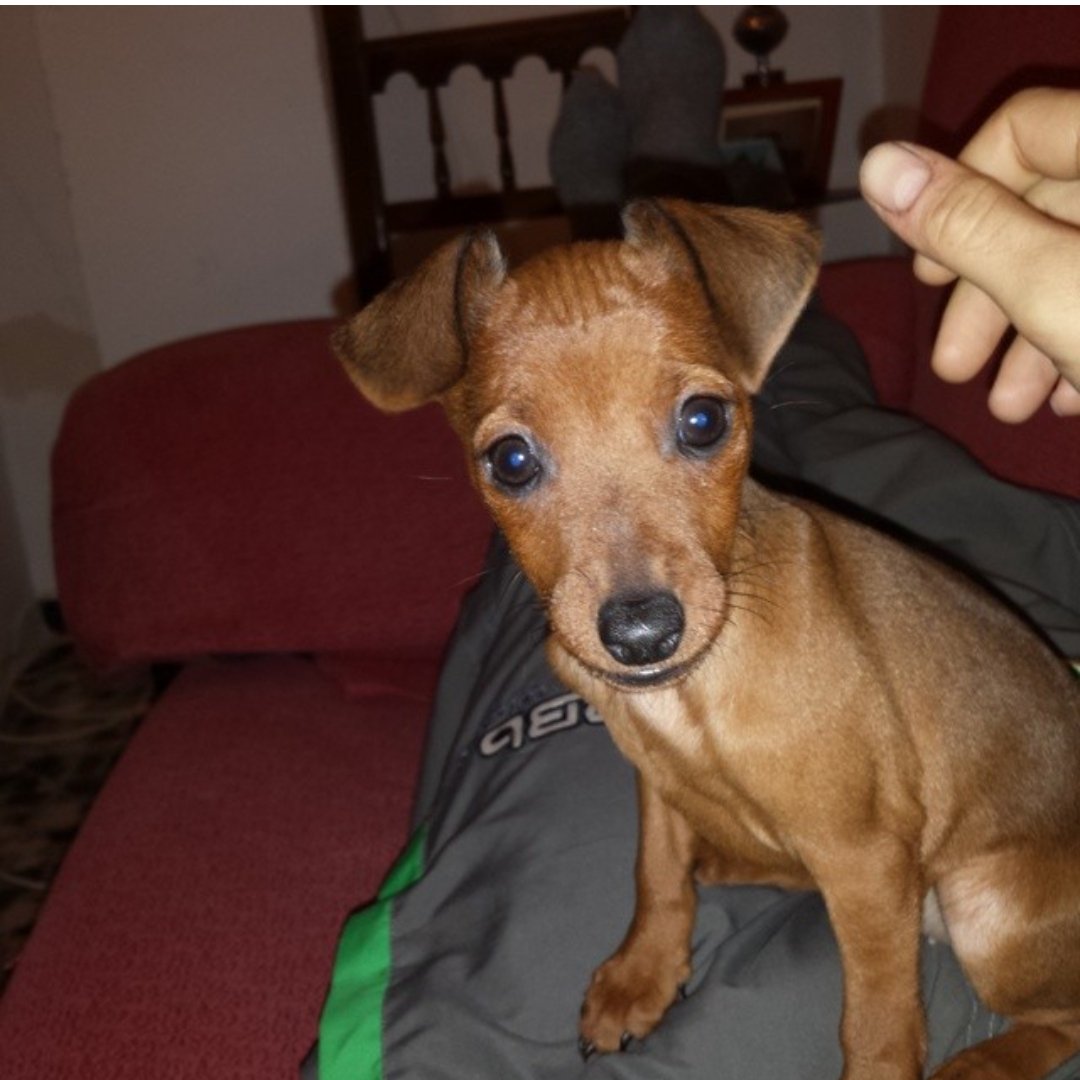 Después de once años llenándonos de amor, nuestra aventura juntos ha llegado a su fin. Me dejas un vacío enorme. Te echaré mucho de menos y jamás te olvidaré. 😢