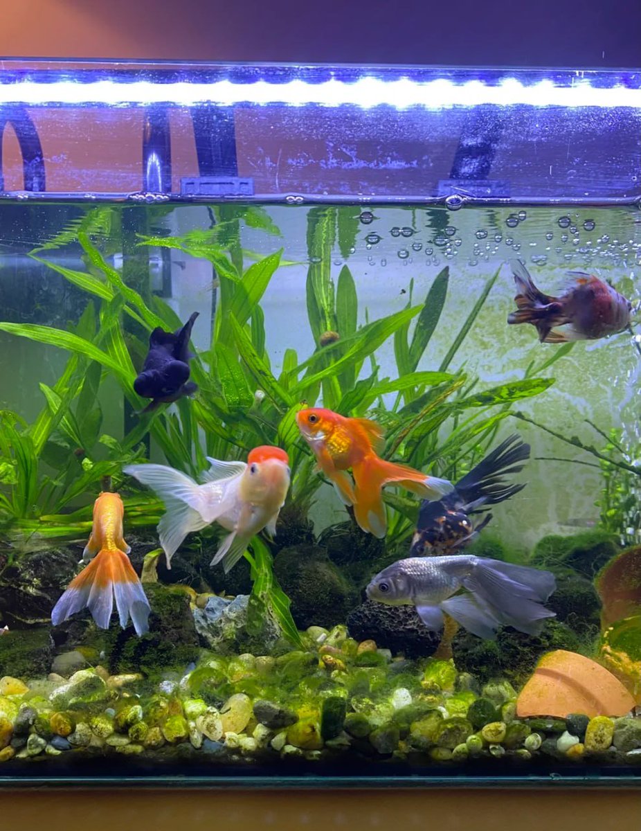 beamnapus's tweet image. Swimming in style 🐠✨ Meet my vibrant little friends making waves in their underwater paradise! 🌿💛 #FishTankLife #AquariumGoals