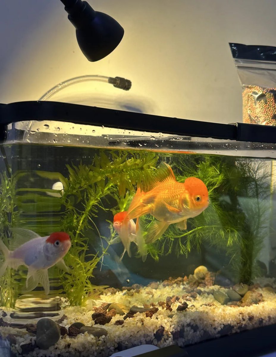 beamnapus's tweet image. Swimming in style 🐠✨ Meet my vibrant little friends making waves in their underwater paradise! 🌿💛 #FishTankLife #AquariumGoals