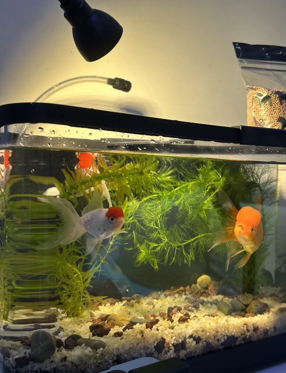beamnapus's tweet image. Swimming in style 🐠✨ Meet my vibrant little friends making waves in their underwater paradise! 🌿💛 #FishTankLife #AquariumGoals