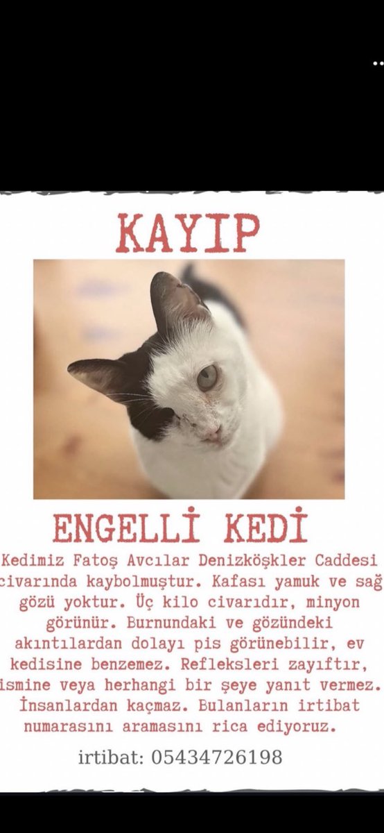 HAN(Perisi de var) (@kedilihan) on Twitter photo 