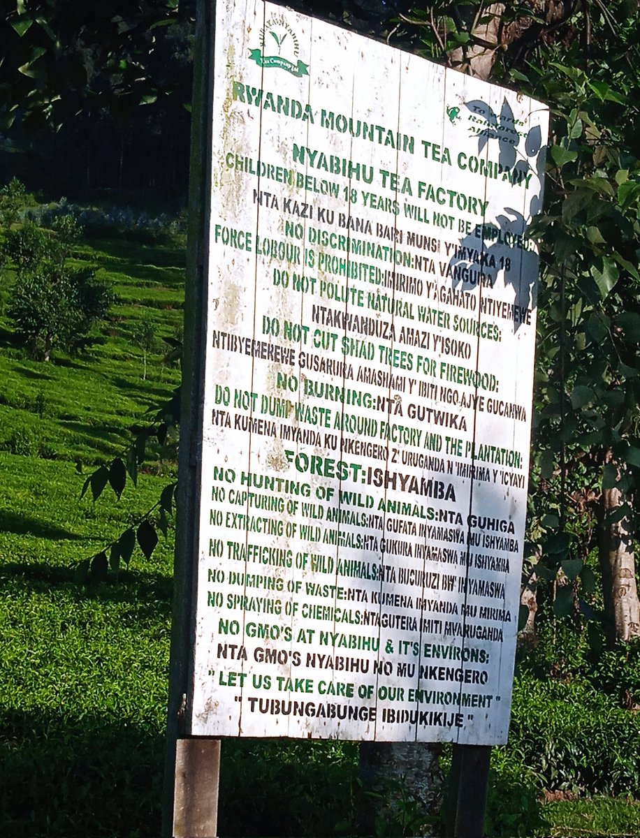 NIGANZENathana1's tweet photo. Fascinating field visit to the Nyabihu mountain tea company. Learned so much about tea cultivation and the dedication of the farmers. A real eye-opener✌️ #TeaFarming #AgriculturalTourism https://t.co/IRFY71IHbW