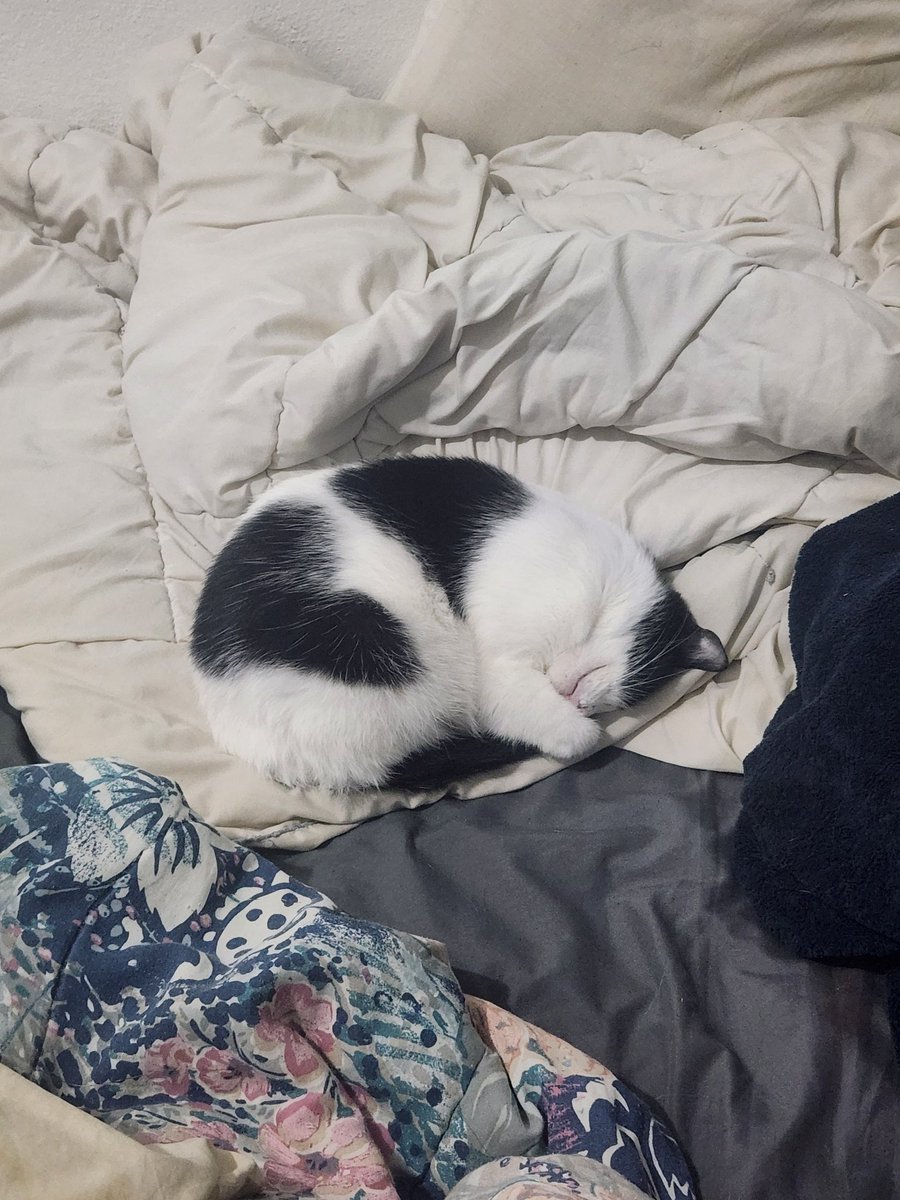 Gin_PR -Cat picture sender- tweet media