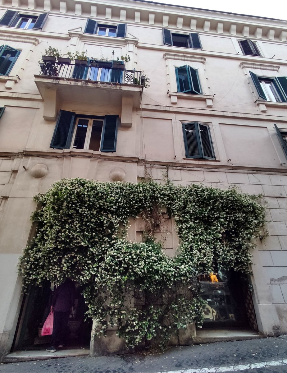 bluesearainbow's tweet photo. Primavera romana : angoli fioriti di Roma 
🌺🌼🪻💮🌹🌻🪷🥀🌷🏵️💐🌸
#roma #romacaputmundi #romacapitale https://t.co/YaCqOVrEaC