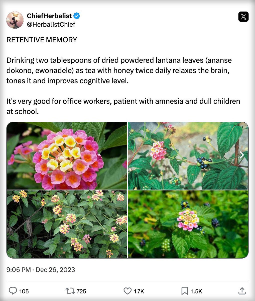 HerbalistChief's tweet image. One of the best plants for retentive memory.
Highly recommended for office workers, patient with dementia and dull children. Nature heals.