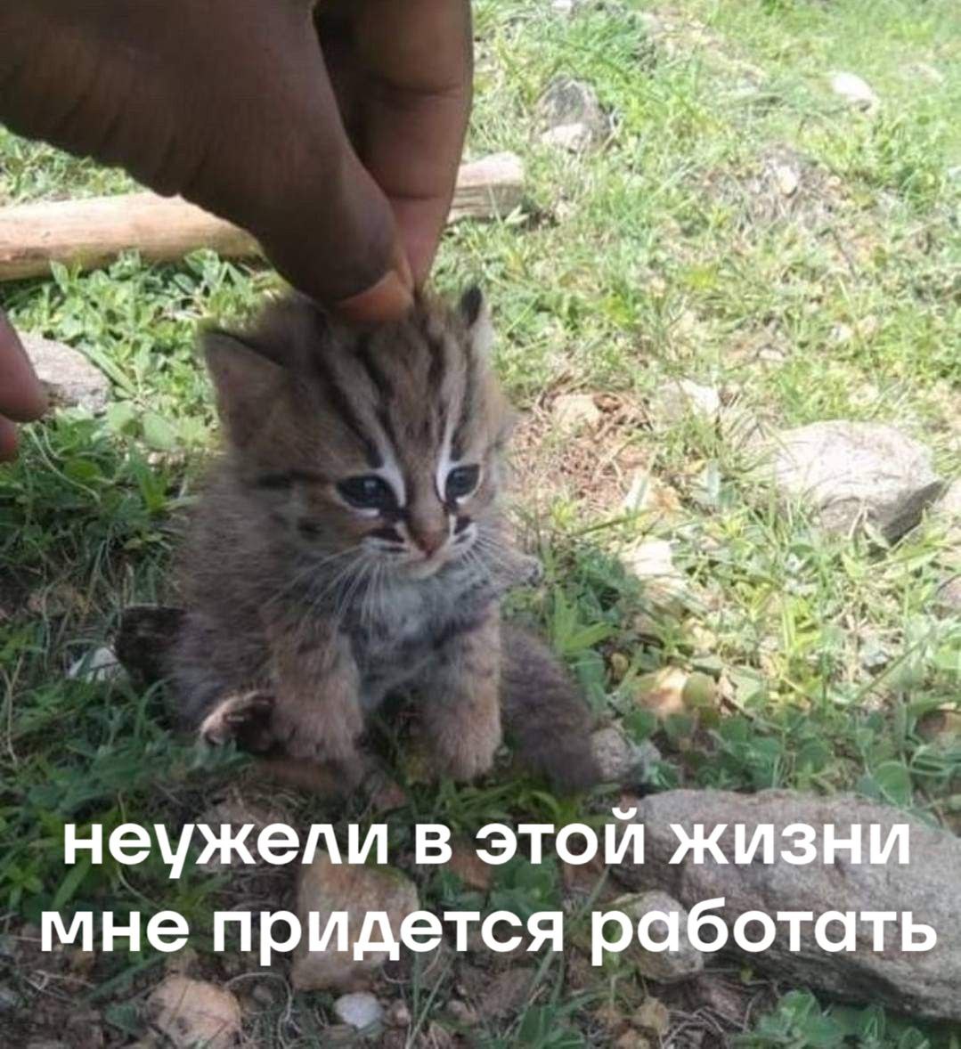 catsilcats's tweet photo. https://t.co/GYJLYjica6