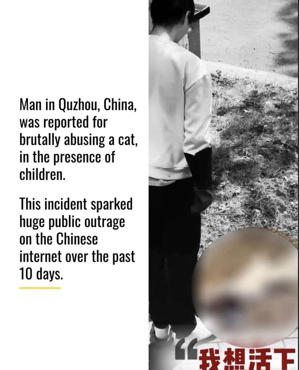 This happens every day. Don't look away. I've said many times that this is a social problem. And not punishing such acts will only escalate violent behavior. Please hear us out. #Global4ChinaCats #StopChinaCatTorture