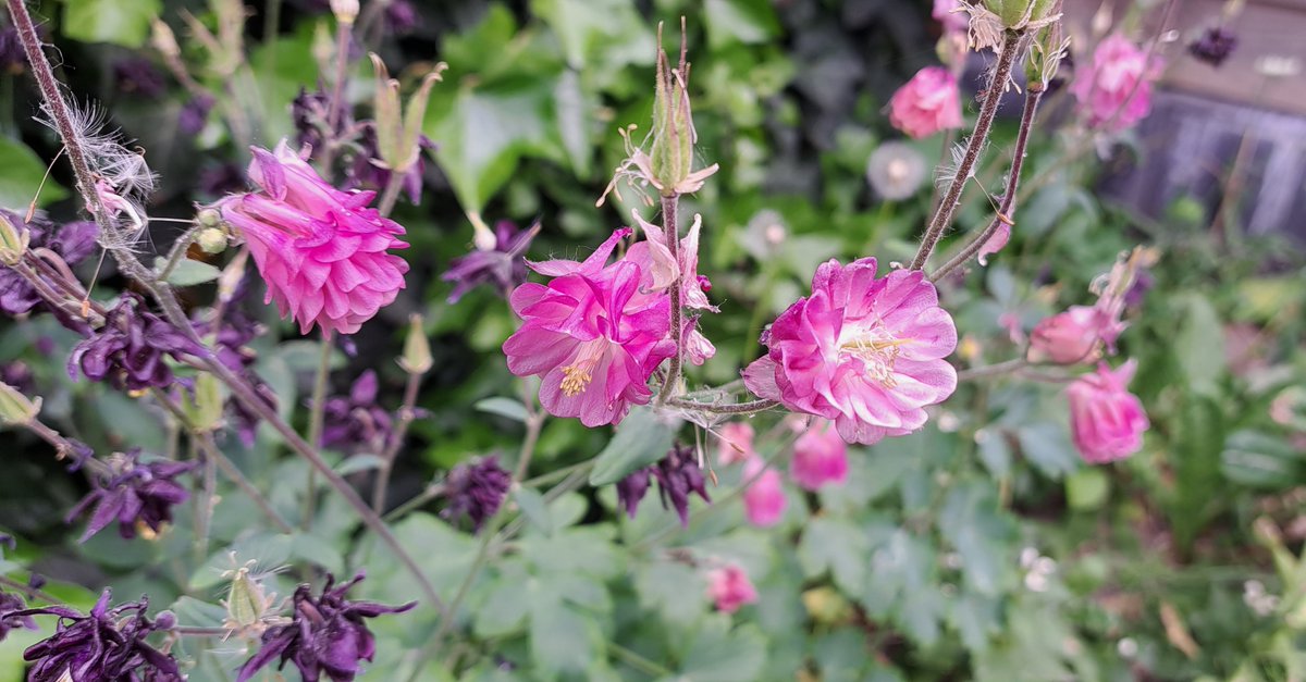 JiscaDijk's tweet photo. #Akelei #KleineTuin #Zelfzaaiend
Zoveel kleuren en vormen:
Akelei maakt me blij 😊 https://t.co/uxP3mQUl6v