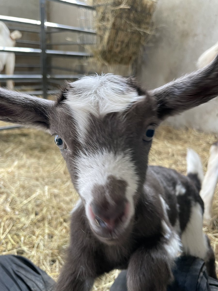 Life is better with baby goats 🥰