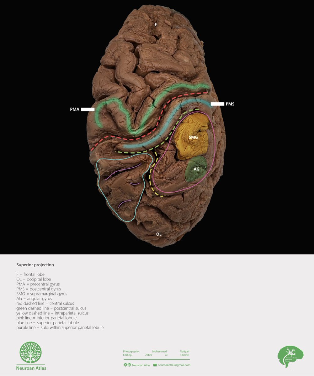 Neuroan Atlas tweet media