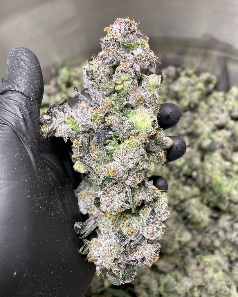 Sunday Driver🍃 Ready for Ice bath🧊 🛁 🍯🔥