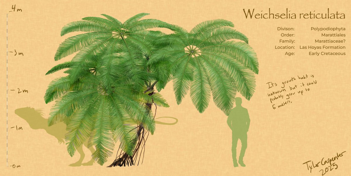 Here is a reconstruction of the Weichselia reticulata as promised. Keep in mind, the reconstruction is tentative because its growth habit is unknown. 

#Cretaceous #Paleobotany