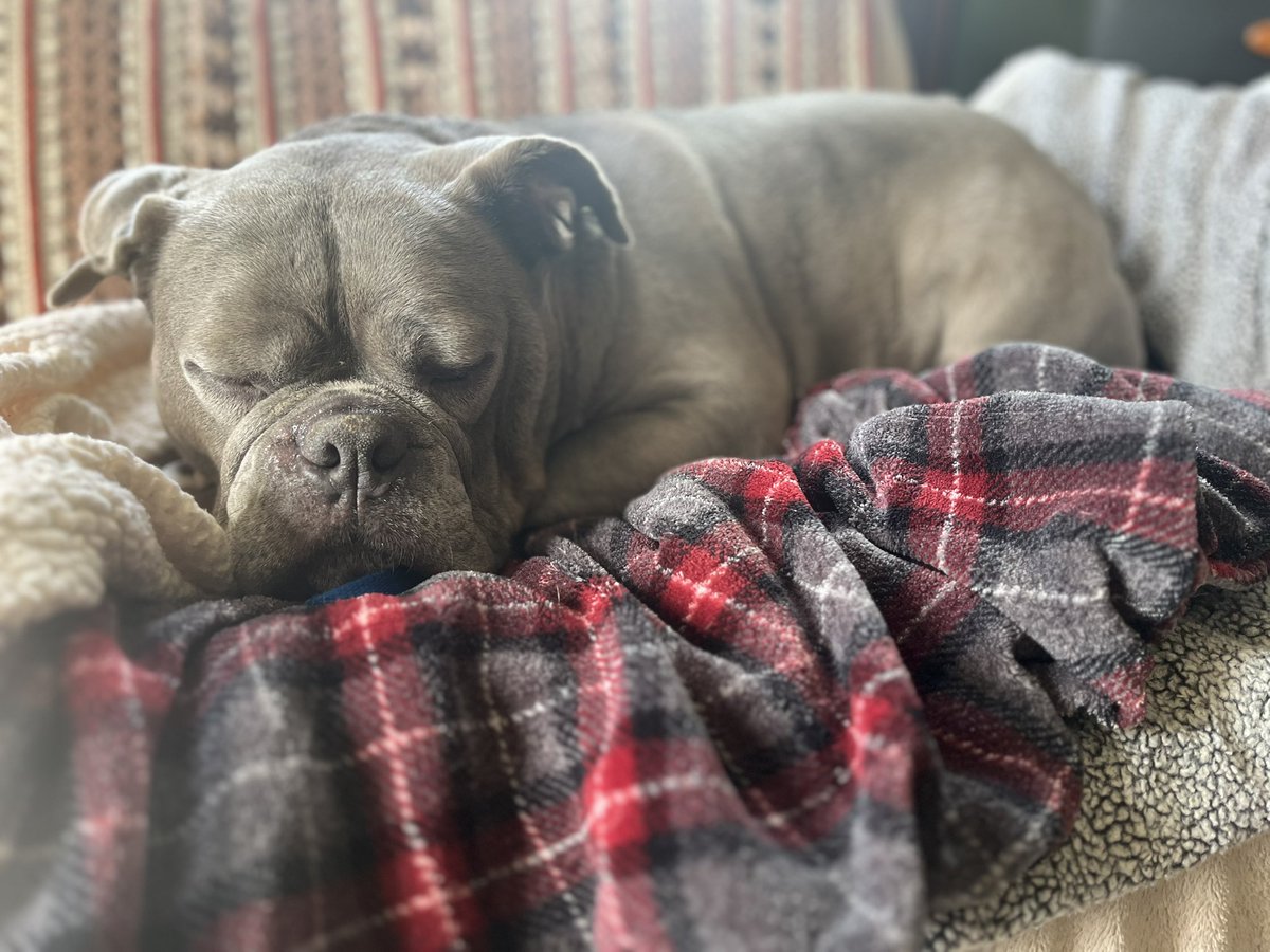 KingTuckerC's tweet image. The humans straightened my blankets on the couch and I just made them perfect 😍 🤗❤️