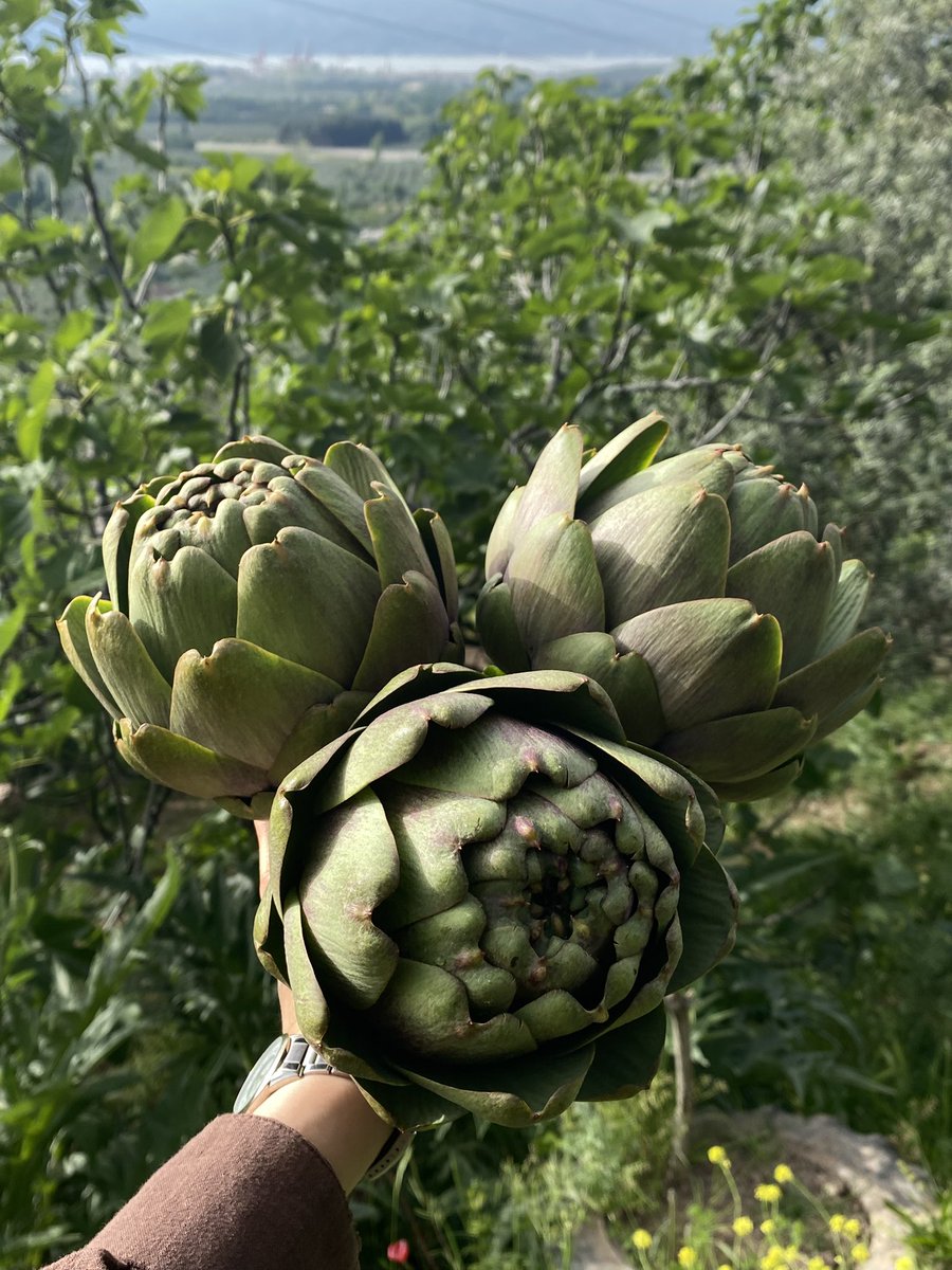 çiçeğin yenilebilir olanı makbul