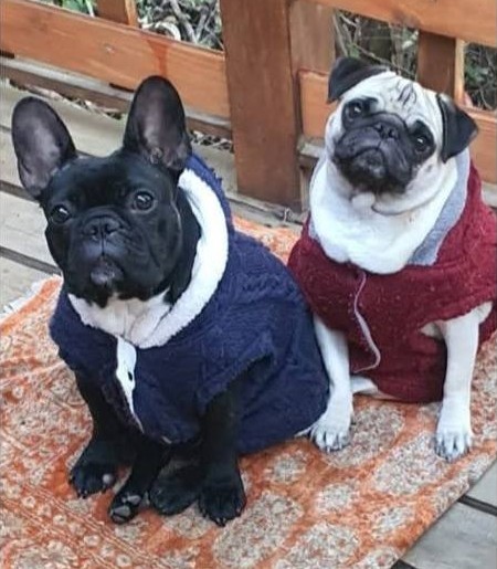 "El 13 de mayo me robaron a mis dos hijas perrunas, Lulú y Mimi. Si las están vendiendo, por favor, cómprenlas y yo les devuelvo el dinero. Si las ven, por favor retener y llamar al +56964735391. Desaparecieron desde la calle Santa Teresa en San Francisco de Mostazal." Favor RT!