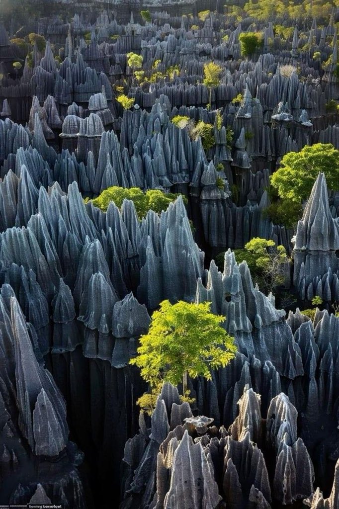 Stone forest, Madagascar 🇲🇬 #Africa