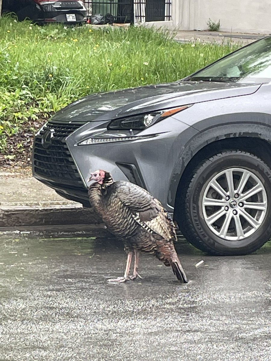 eduability's tweet image. Montreal Turkey alert -there is a huge wild turkey on St Jacques &amp;amp; Wilson which keeps on walking towards traffic in middle of street.Waiting for police to save the day !!🦃😀