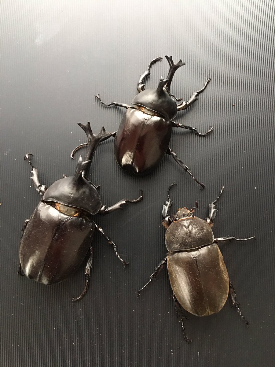 XkzDde9's tweet photo. ポリトゥスツヤカブト
ラオス　サムヌア産WF1
サイズはバラけたけど綺麗に羽化
飼育はヤマトカブトとほぼ同じで簡単 https://t.co/LKEhf8sqpU