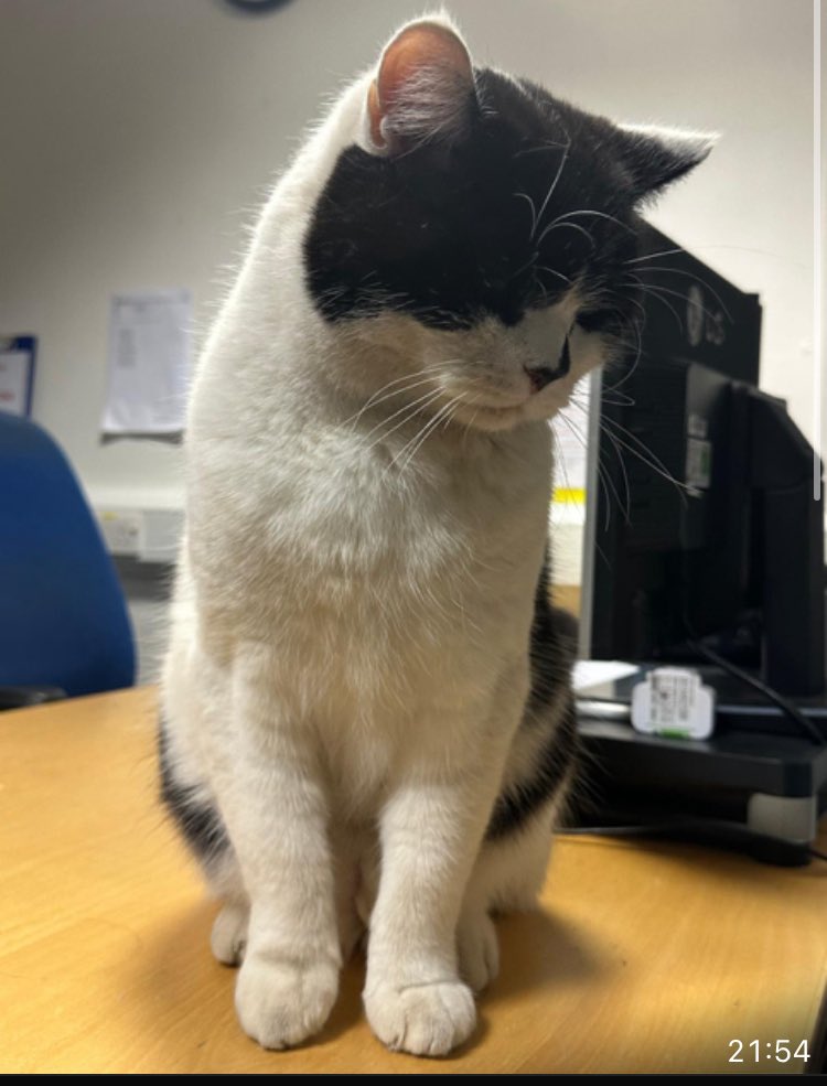 stationmoggy's tweet photo. Just had my meal break Iโm on the late shift this evening with the Sgt ๐ lots of PAWper work to catch up on this evening ๐
#WorkingCats
#WeekendWorking
#Asyouwere https://t.co/OSElloqPW9