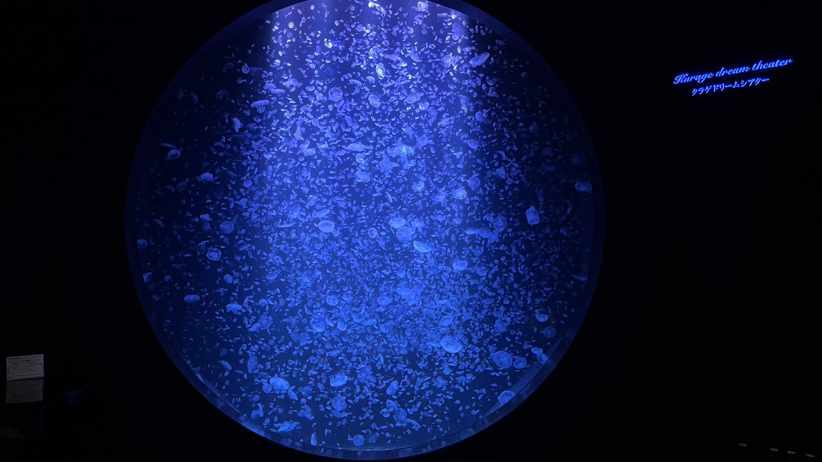 週末久しぶりに遠出🚗
久しぶりのダム巡り😊
岩手を満喫して宮城に抜けて、行ってみたかった加茂水族館まで、中々ハードでした。