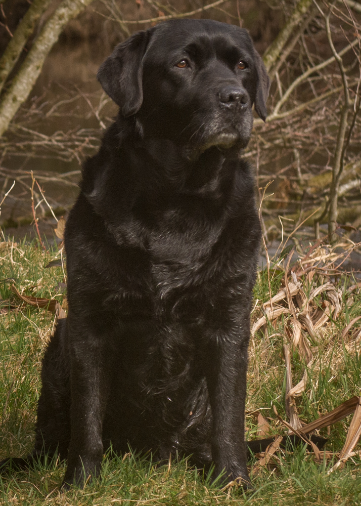 Bruadarach Labradors 🏴 tweet media